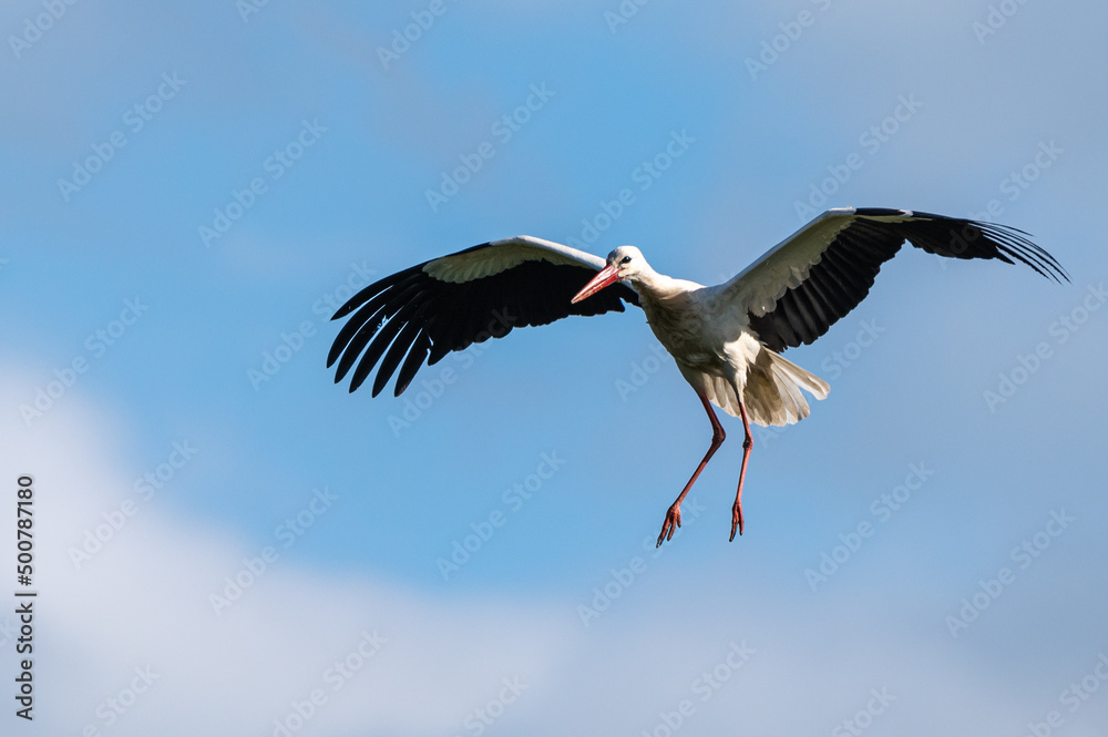 Ciconia ciconia - White stork - Cigogne blanche Ciconia ciconia - White stork - Cigogne blanche