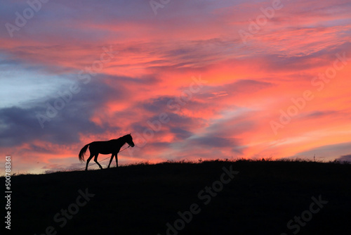 Silhoutte of a Sandalwood horse at sunset walking in the grassland.