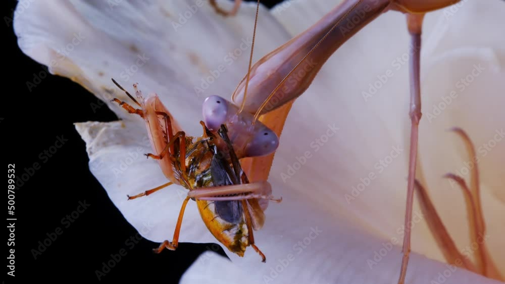 closeup of mantis eating bug on white flower closeup of mantis eating bug on white flower
