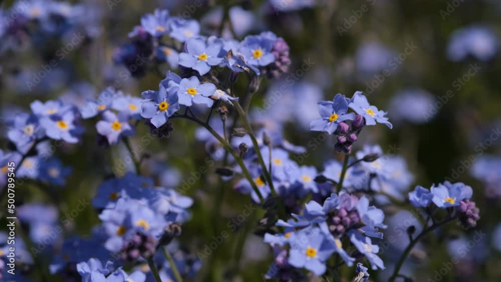 Forget-me-not flower macro with bright green leaves in the rays of the sun. Blue flowers on a green background. Blooming flowers nature background. Closeup of Myosotis sylvatica, little blue flowers Forget-me-not flower macro with bright green leaves in the rays of the sun. Blue flowers on a green background. Blooming flowers nature background. Closeup of Myosotis sylvatica, little blue flowers