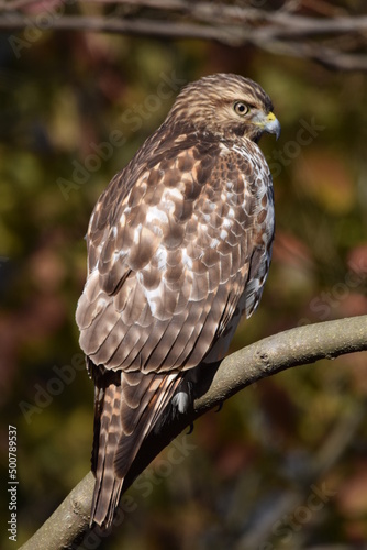 Broad Winged Hawk