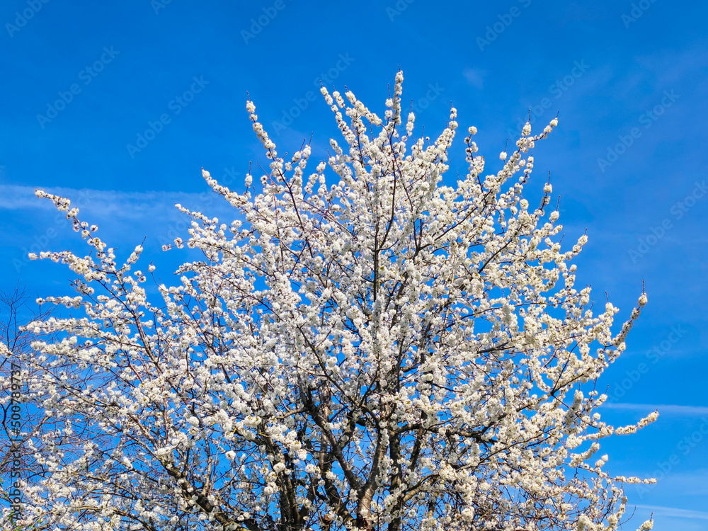 Cherry tree (Prunus avium) with white flowers and blue sky as background