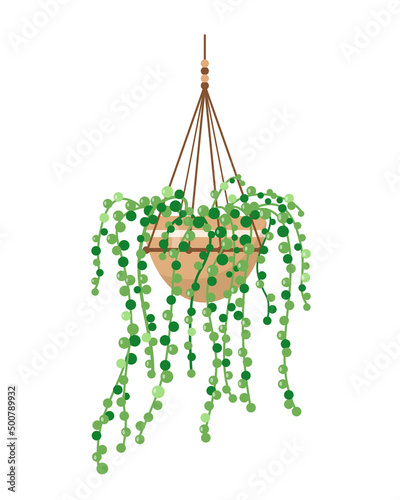 Pearl of Strings houseplant in hanging flower pot. Decorative indoor house plant isolated on white background. Flat or cartoon vector illustration for cozy home or office interior.