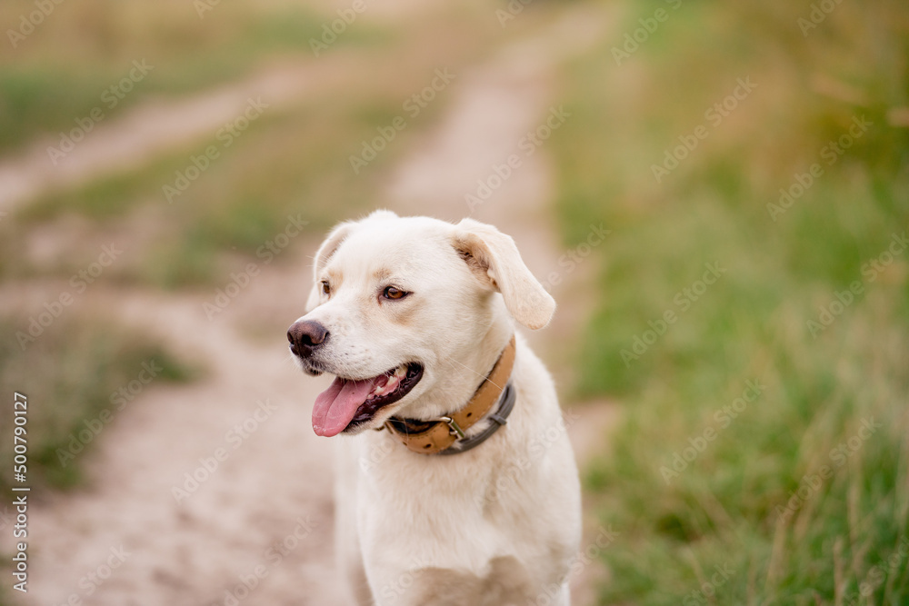 Mongrel dog standing in a summer field on a meadow.