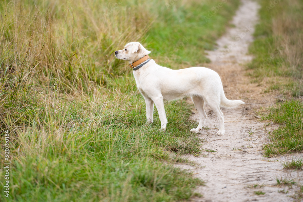 Mongrel dog standing in a summer field on a meadow. Mongrel dog standing in a summer field on a meadow.