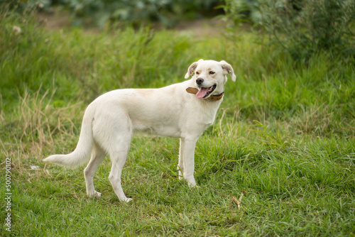 Mongrel dog standing in a summer field on a meadow.