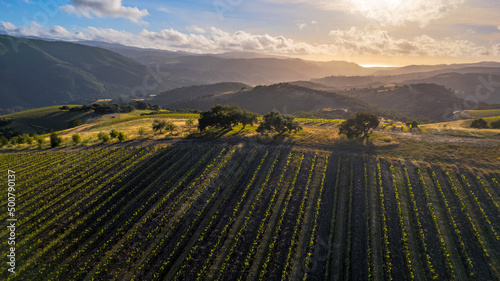 Oak Trees on Vineyard ridge top overlooking the Pacific Ocean 
