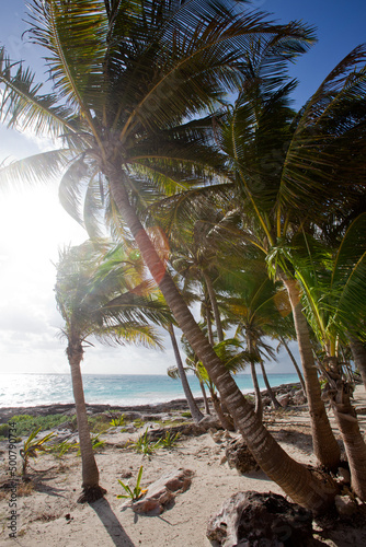 メキシコ・ユカタン半島のトゥルムビーチのカリブ海と椰子の木