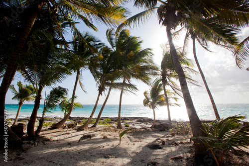 メキシコ・ユカタン半島のトゥルムビーチのカリブ海と椰子の木