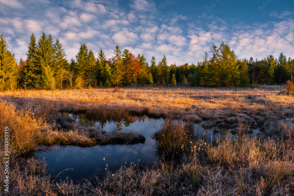 Morning light over wetland field in West Virginia's Blackwater Falls state park Morning light over wetland field in West Virginia's Blackwater Falls state park