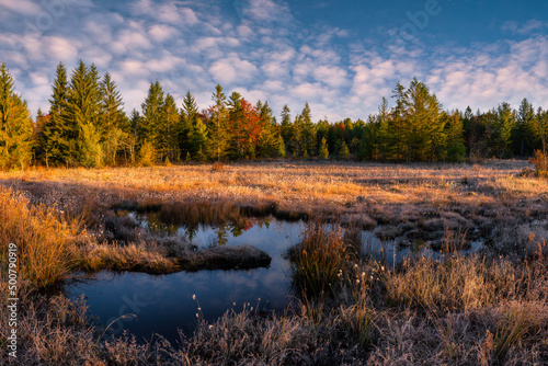 Morning light over wetland field in West Virginia's Blackwater Falls state park