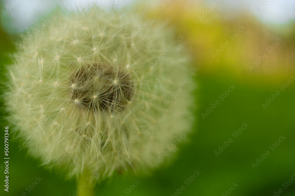 Fototapeta premium Mniszek lekarski. Dmuchawiec.