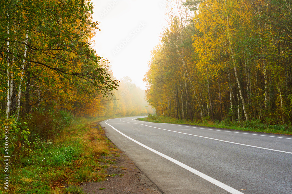 custom made wallpaper toronto digitalRoad in the fog. Autumn time in the forest