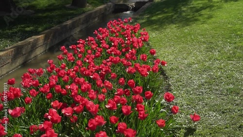 red tulips in the Jose Antonio Labordeta park in Zaragoza on a spring day photo