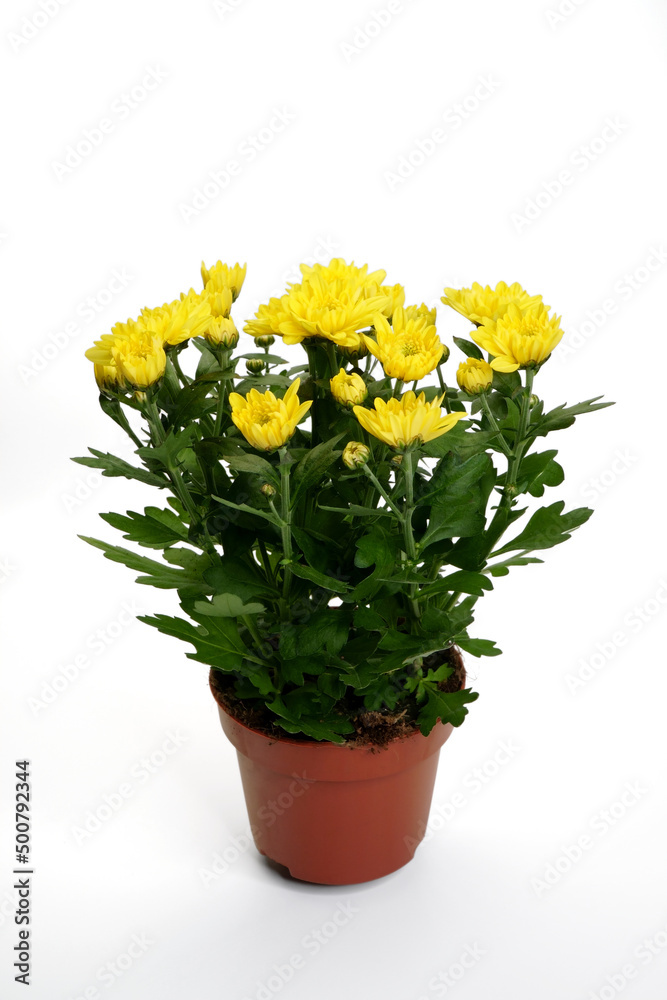 Potted flowering Chrysanthemum plant sample with yellow blossoms, isolated on a white background.The houseplants market offer pattern.