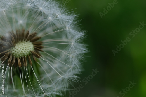 Dandelion white head. Close up macro image of dandelion seed heads with delicate lace-like patterns. Detail shot of a dandelion. Closed Bud of a dandelion. Dandelion white flowers in green grass.