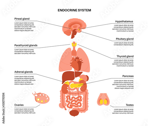 Human endocrine system