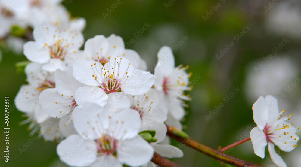 Fototapeta premium Spring flowers of mirabelle plum