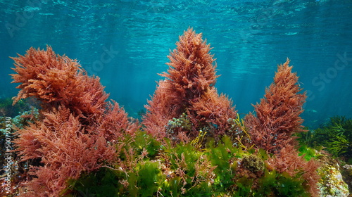 Red and green algae with blue water, underwater colors in the ocean  (mostly Asparagopsis armata and Ulva lactuca seaweeds), eastern Atlantic, Spain photo