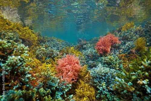 Colorful seaweeds underwater in the ocean, eastern Atlantic algae, Spain