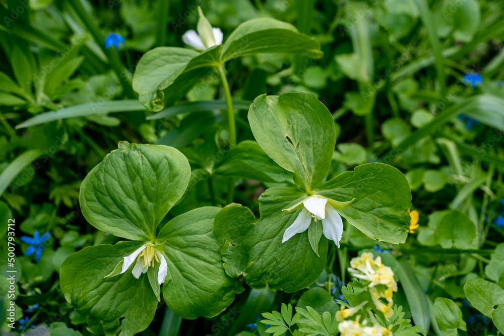 Trillium grandiflorum Snowbunting blossoms in the garden in spring Trillium grandiflorum Snowbunting blossoms in the garden in spring