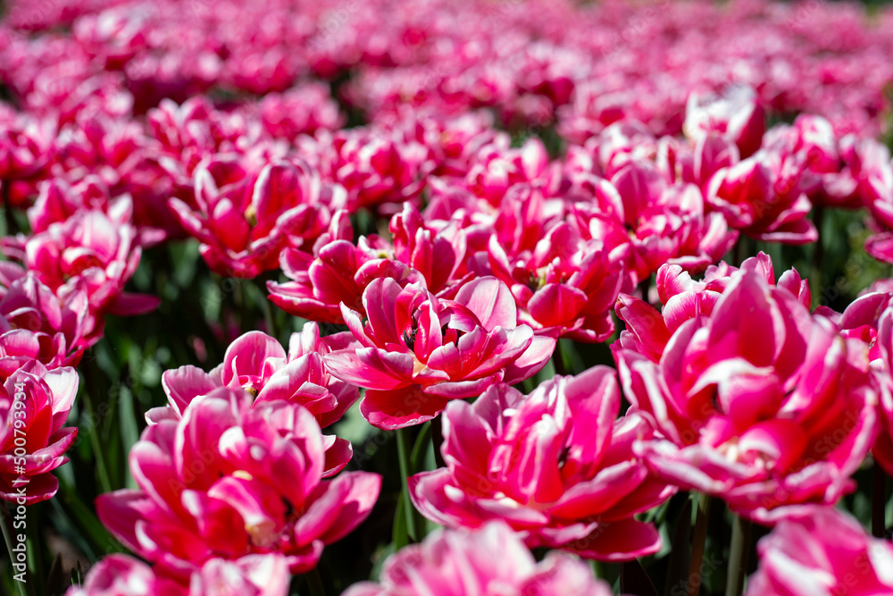 Background of red tulips. Background of red tulips.
