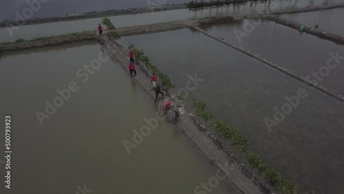 People planting mangrove on the pond to reduce abbration photo