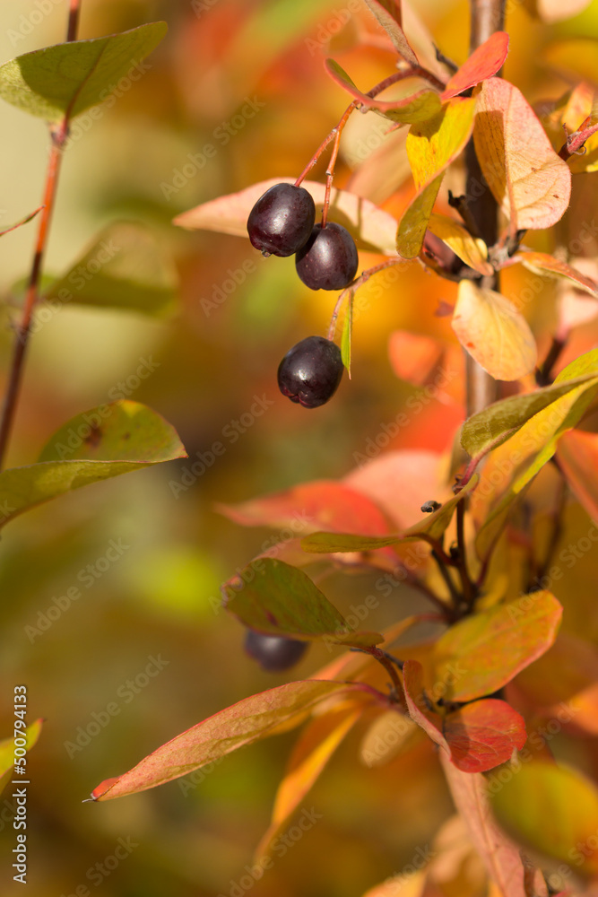 The black chokeberry (lat. Aronia melanocarpa), of the family Rosaceae. Central Russia. The black chokeberry (lat. Aronia melanocarpa), of the family Rosaceae. Central Russia.