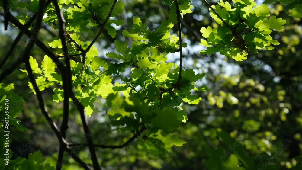 Oaktree brunches in daylight. Green oak leaves on a branch. The foliage of the trees against the blue sky. Spring oak leaves in sunlight. Spring oak leaves on a dark background. Tree branches Oaktree brunches in daylight. Green oak leaves on a branch. The foliage of the trees against the blue sky. Spring oak leaves in sunlight. Spring oak leaves on a dark background. Tree branches