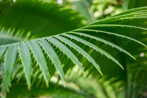 leaf of palm