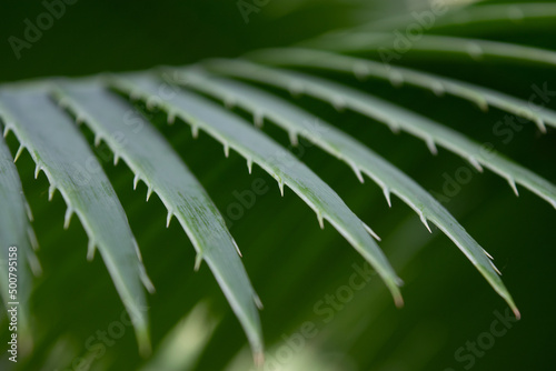 close up of a fern