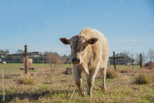Calf in the pasture

