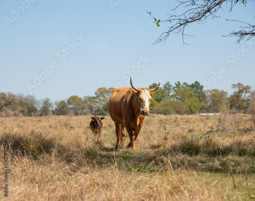 Mother an baby calf in the field