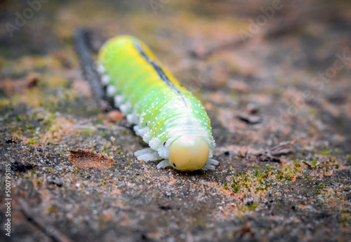 Birch Sawfly, Cimbex femoratus caterpillar crawls along the ground towards the camera photo