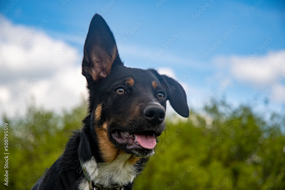 Border Collie resting in a field of grass, portrait Border Collie resting in a field of grass, portrait