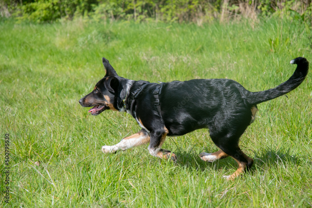 Border Collie running in a field of grass Border Collie running in a field of grass