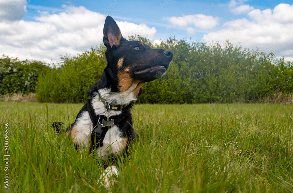 Border Collie resting in a field of grass, portrait Border Collie resting in a field of grass, portrait