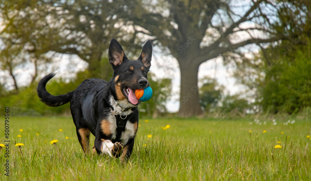 Border Collie running in a field with his ball Border Collie running in a field with his ball