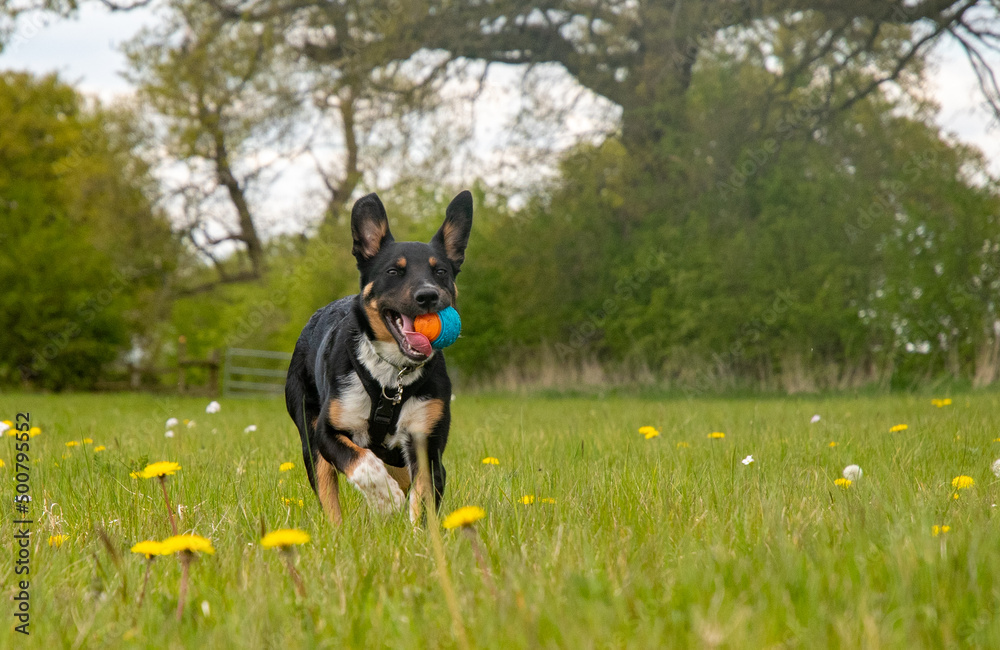 Border Collie playing in a field of grass Border Collie playing in a field of grass