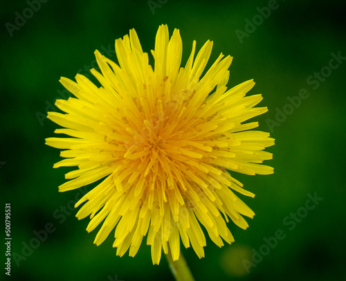 A close up photo of a dandelion head