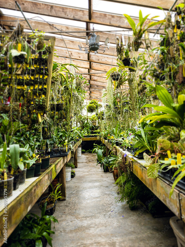 plants in greenhouse plants in greenhouse