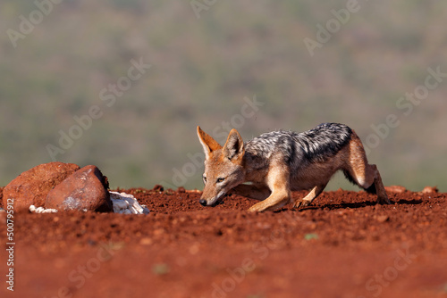 Black-backed jackal stealing a part from a carcass in Zimanga Game Reserve in South Africa