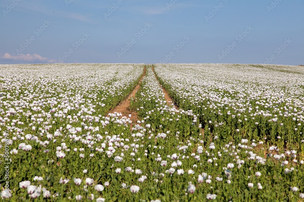 flowering opium poppy field in Latin papaver somniferum - obrazy, fototapety, plakaty 