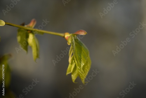 young plum branches, flowering cherry plum branch, © Анна Климчук