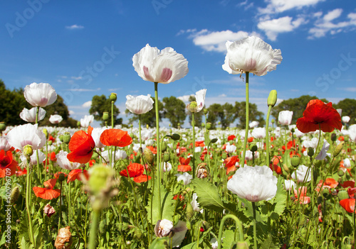 Photography flowering opium poppy field in Latin papaver somniferum