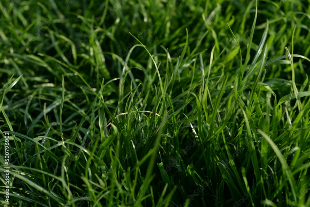 juicy young green grass weed juicy young green grass weed