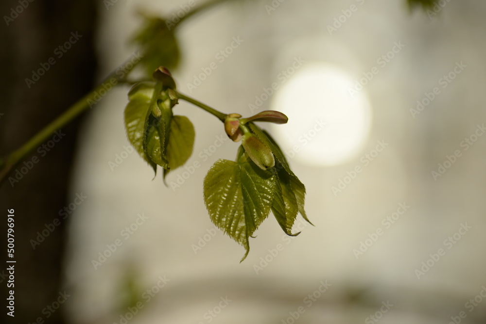 juicy young green linden leaves juicy young green linden leaves