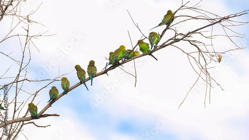 a budgie flock in a tree at redbank waterhole photo