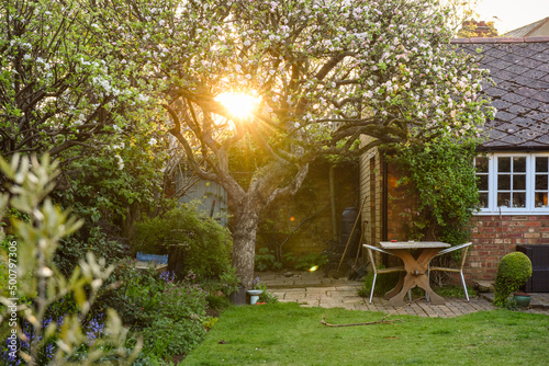 Domestic garden at dawn with sun rising and light shining through an apple tree © tommoh29