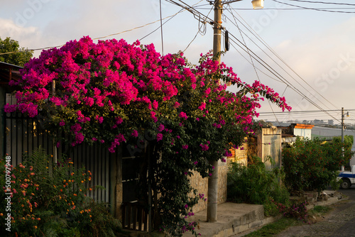 Vivid colors of flowers along a street with old buildings in El Salvador. Pink flowers in bloom photo
